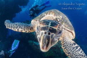 Turtle in the dome, Cozumel México by Alejandro Topete 